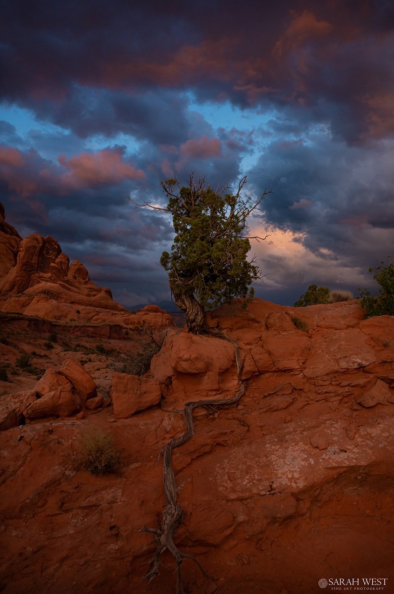 com-orange-sky-juniper-sarah-west-fine-art-moab-utah.jpg