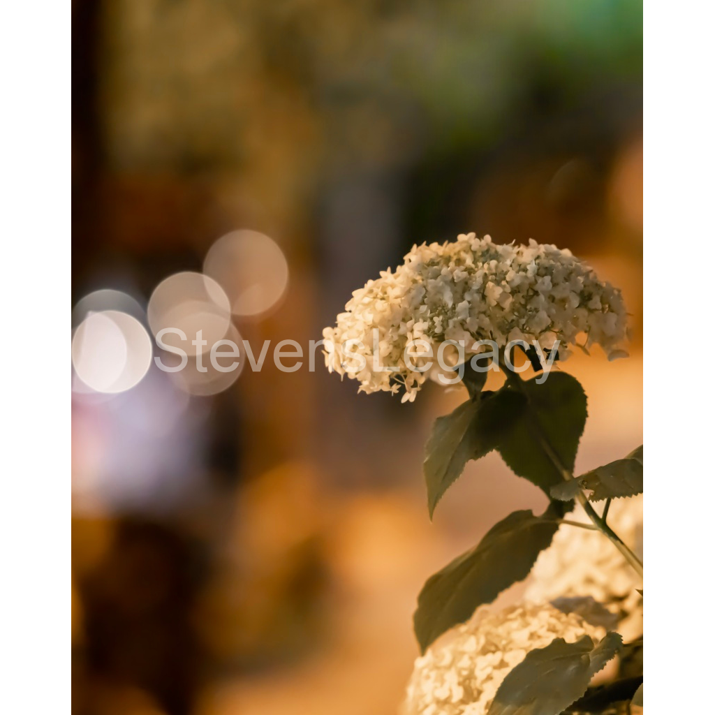image_original_065f413118672e14d0f9d7e25525d850.png