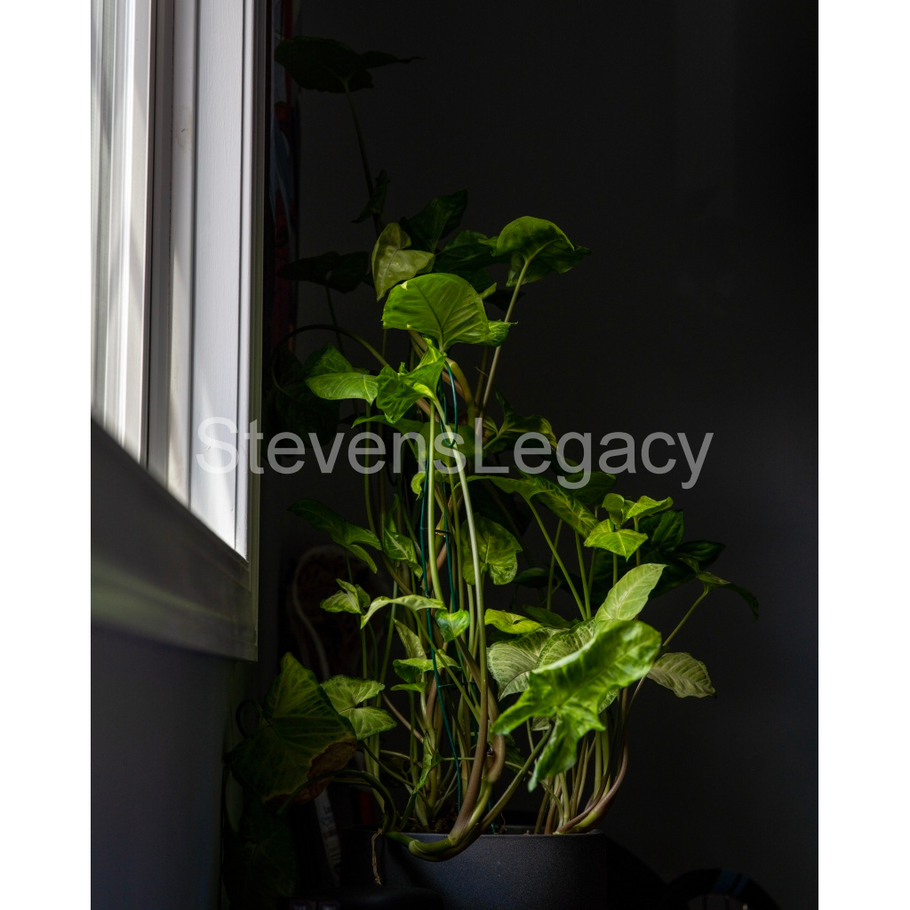 image_original_065f413118672e14d0f9d7e25525d850.png