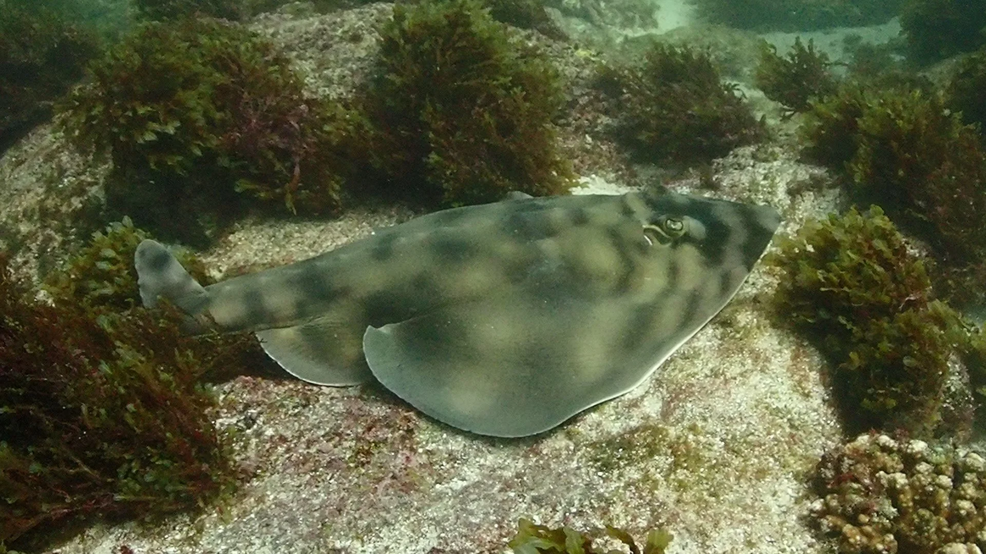 guitar shark in Cabo.jpg