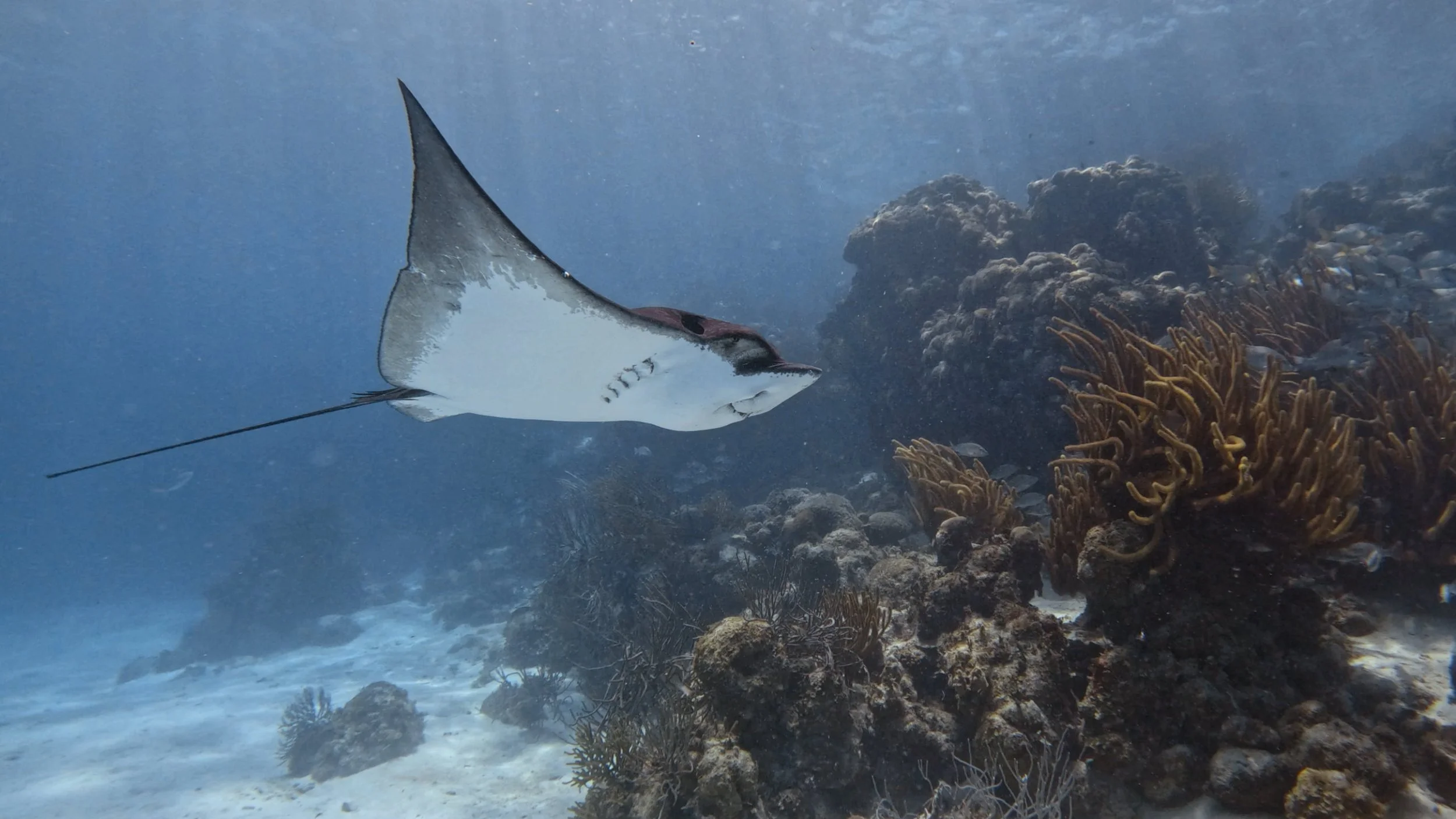 Spotted Eagle Ray, Belize