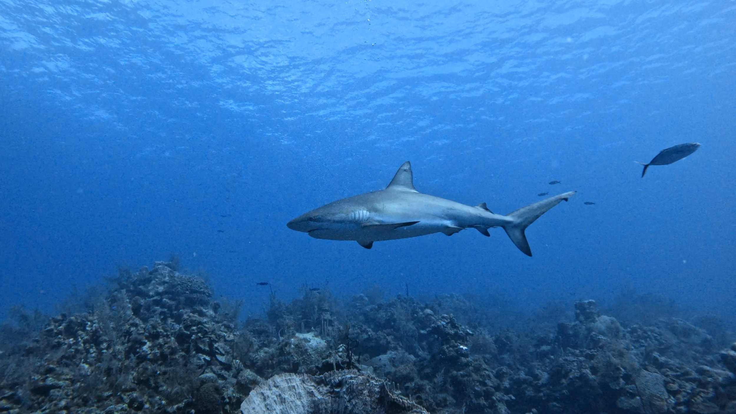 Reef shark, Belize