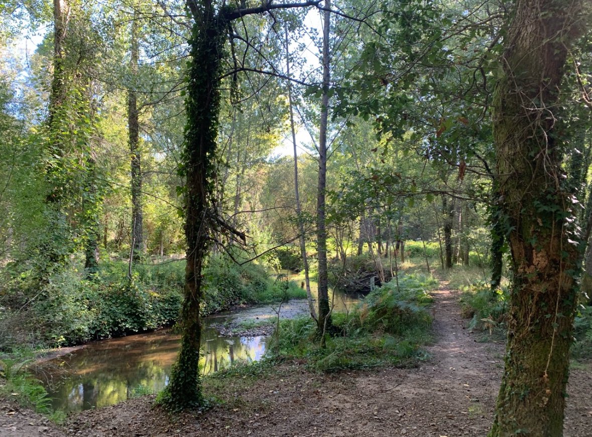 Stream in woods.jpeg