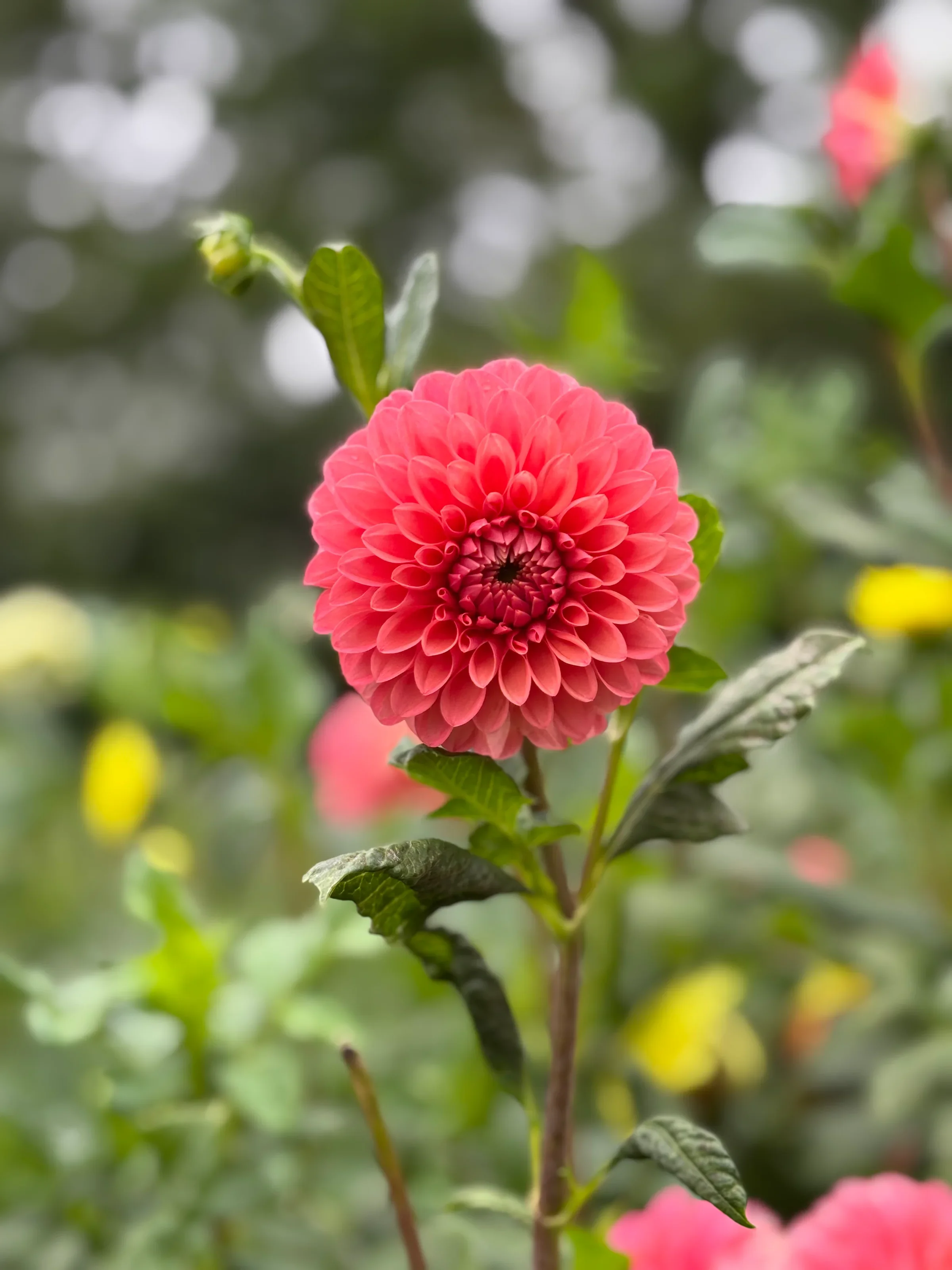 parkland tribute.webp