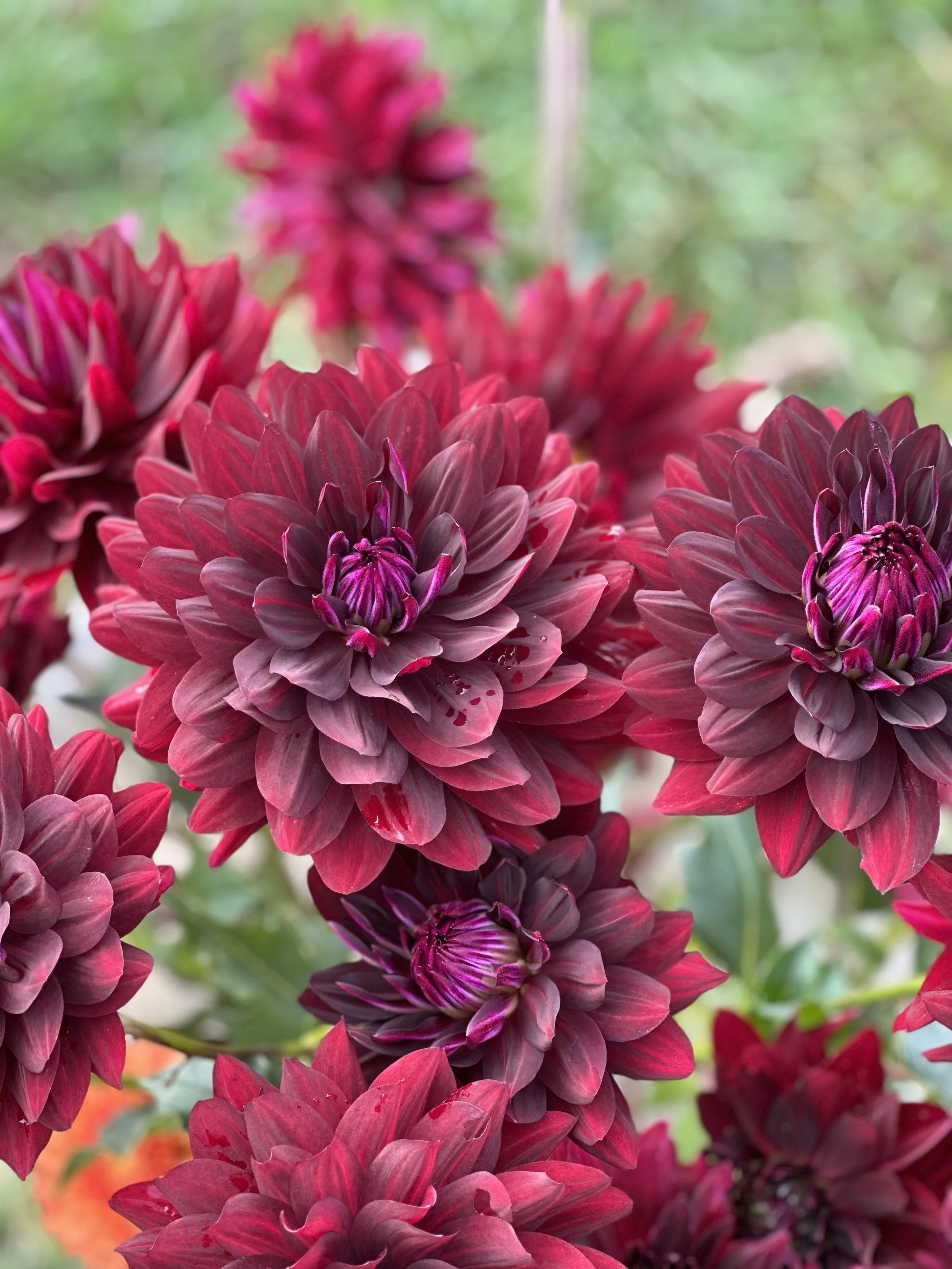 Hollyhill Black Beauty