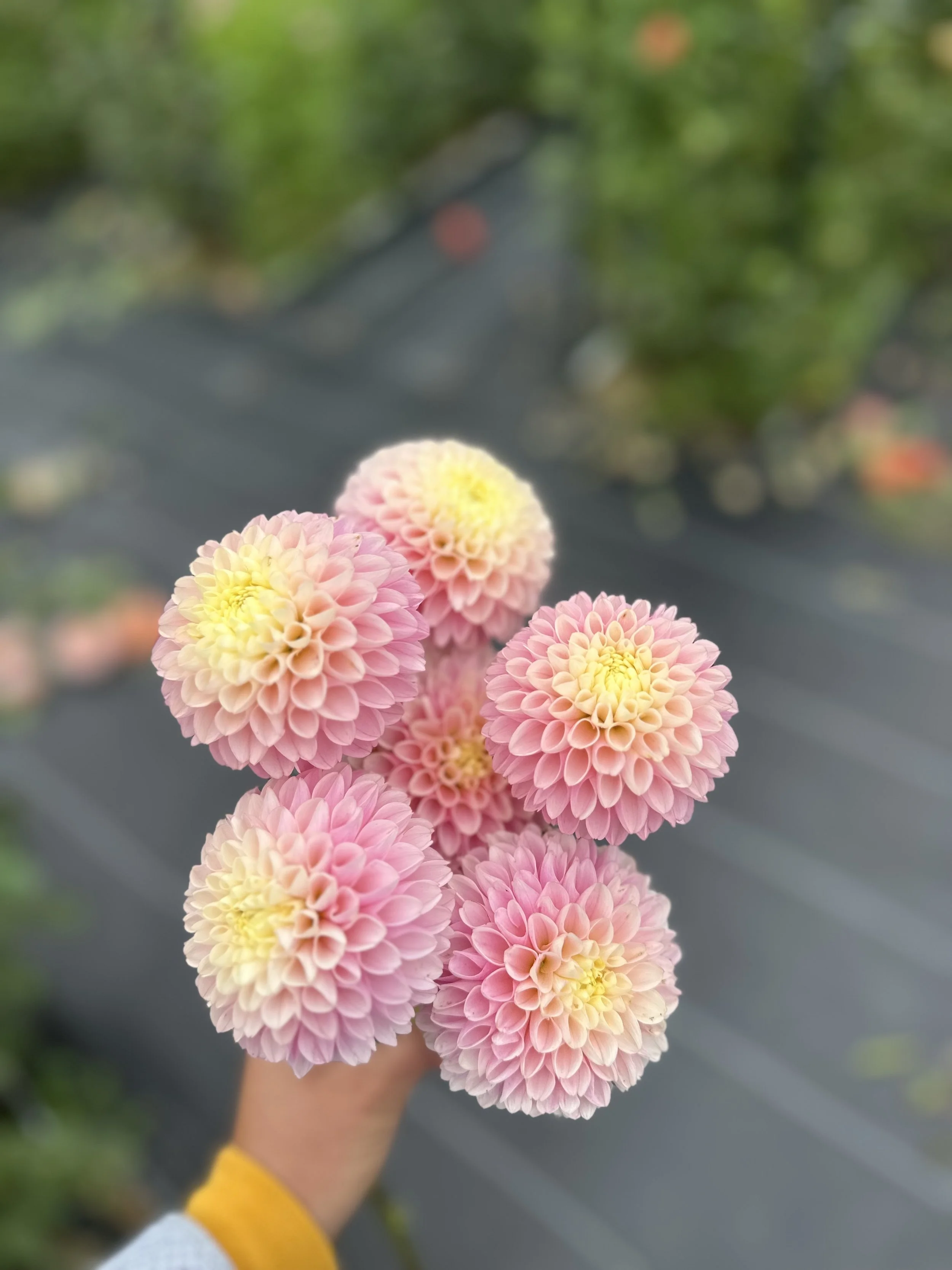 Hollyhill Pollyanna.jpg