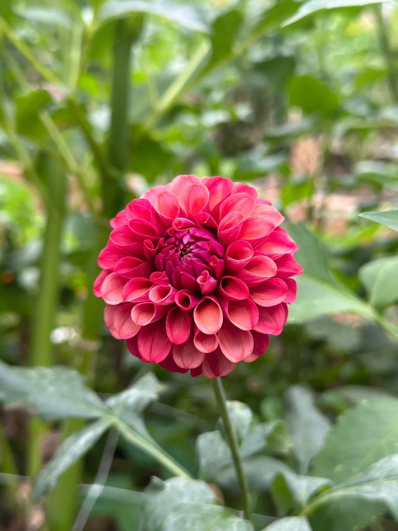 mission-gypsy-dahlia-tuber-7520395.webp