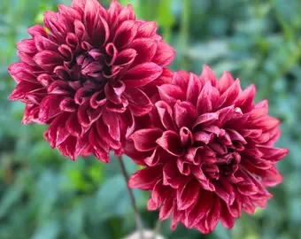 bloomquist york.webp