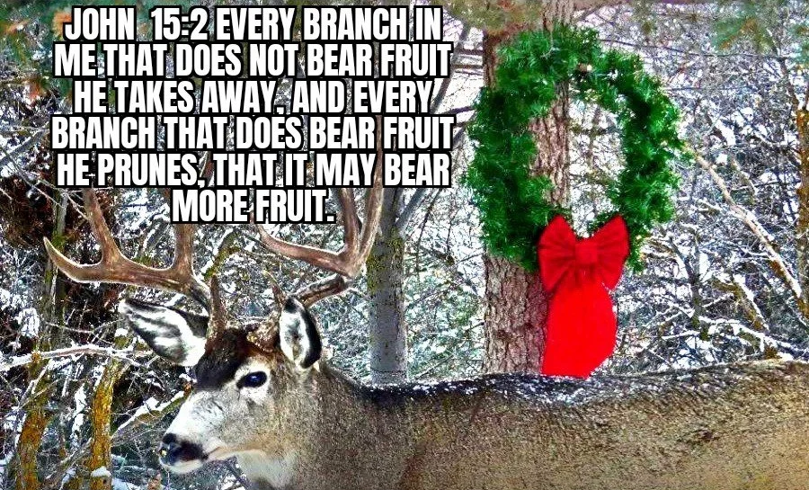 EFFECTIVE PRUNING 