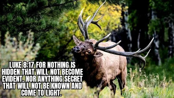 Bring it to light