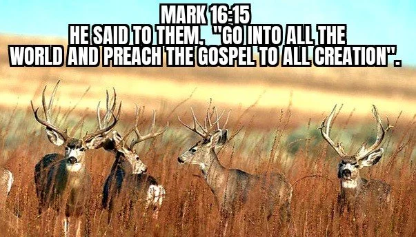 GO!