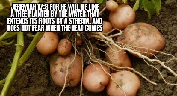 STRONG ROOT SYSTEM