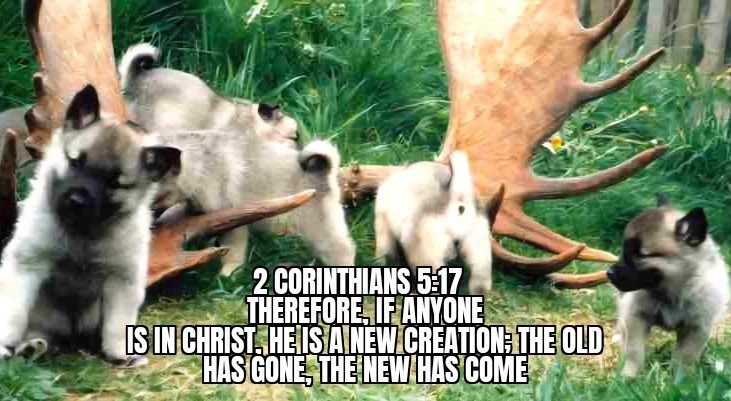 A NEW LIFE THROUGH THE BLOOD