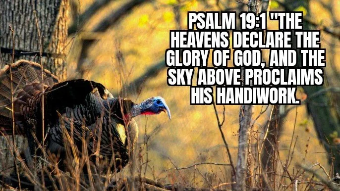 Creation Calls Out To Us