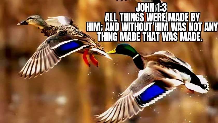 Creation Demands A Creator