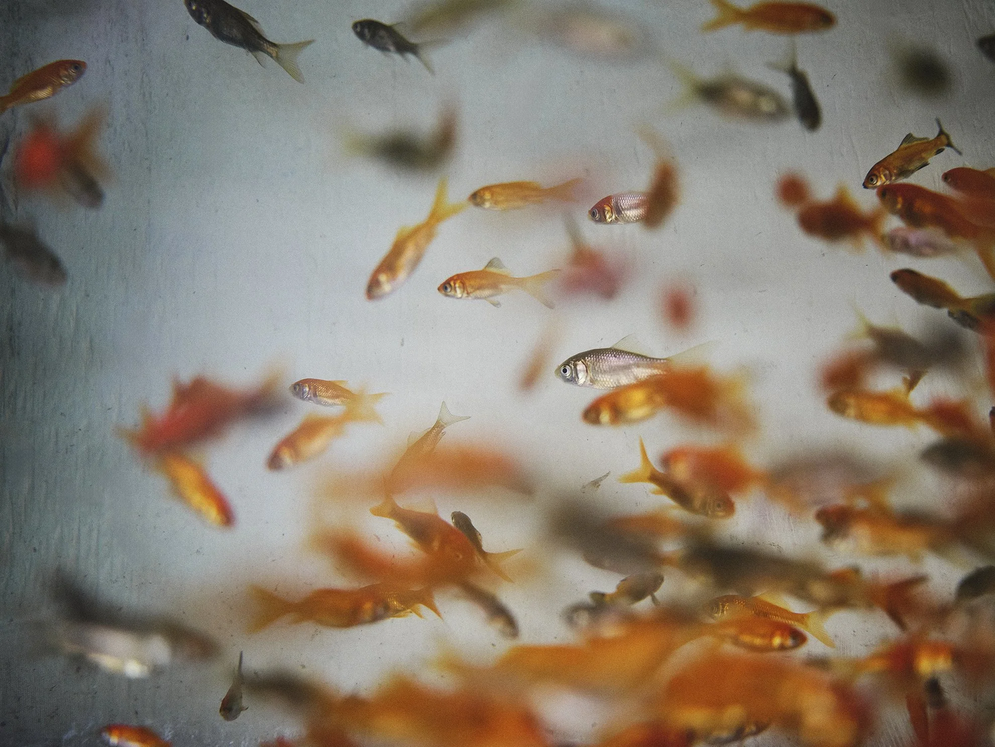 2022_11_15_fishtank_5108.jpg