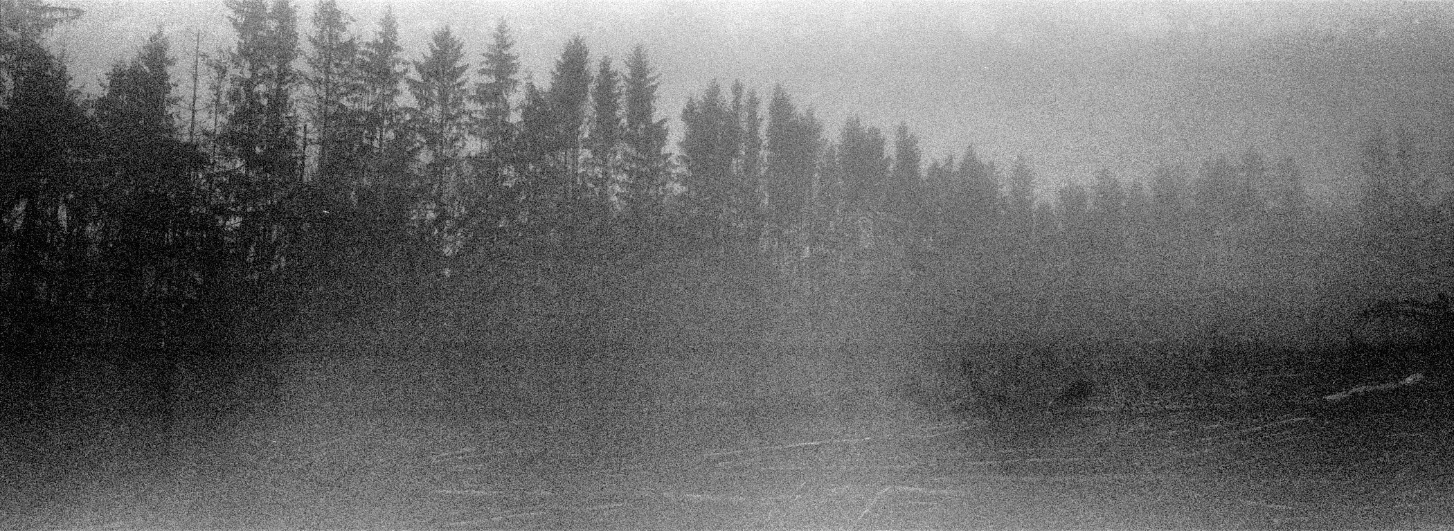 2022_08_01_BW_scans_rhea_misc_trees_128.jpg