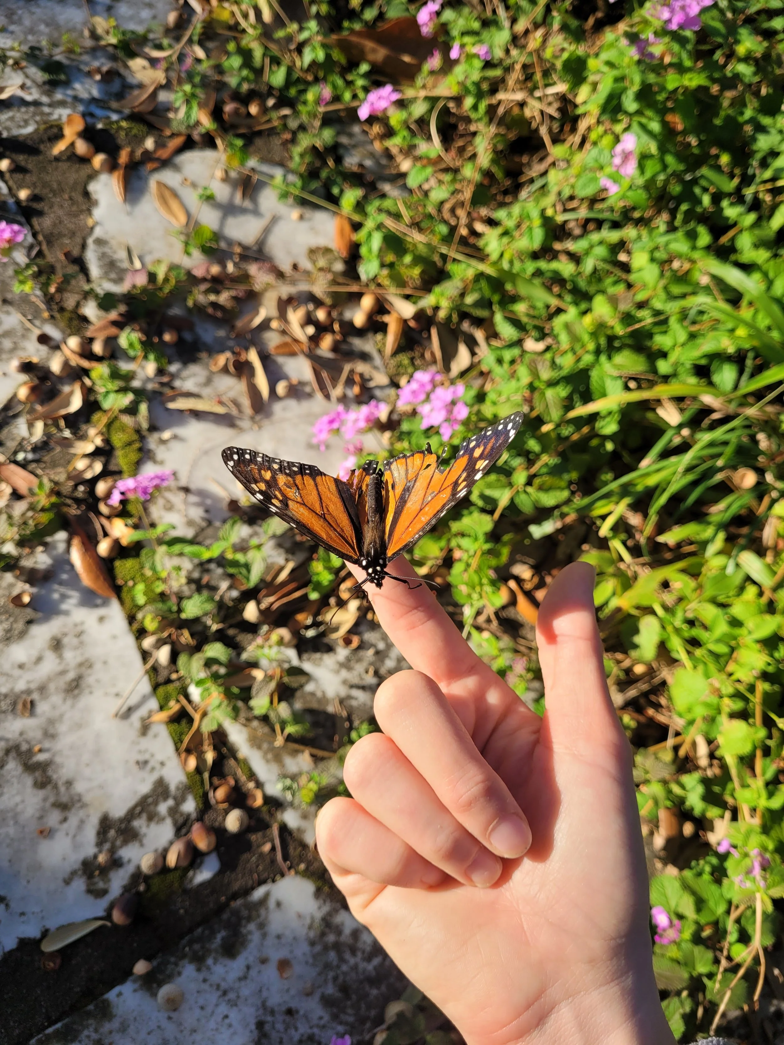 Spread Your Wings Butterfly. 