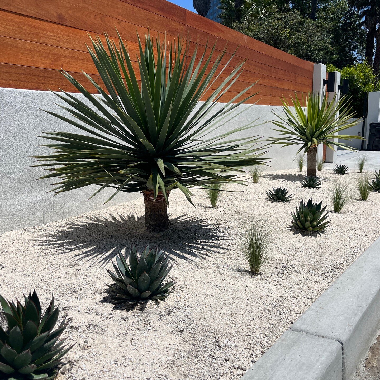 Studio City Entrance

This entrance to a home in Studio City was a &ldquo;hot spot&rdquo;. Tons of direct sun and very little water. Our client wanted a graphic, dramatic planting. We planted Dragon Trees and Blue Flame Agaves, along with grasses whi