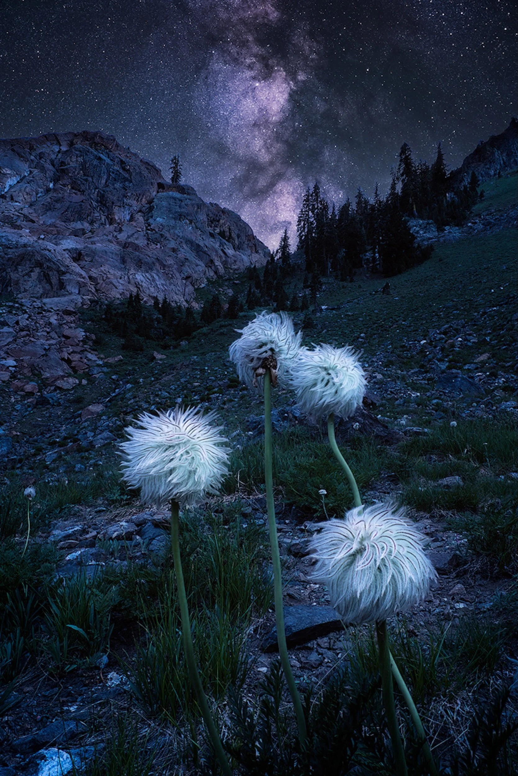 Cosmic Flowers