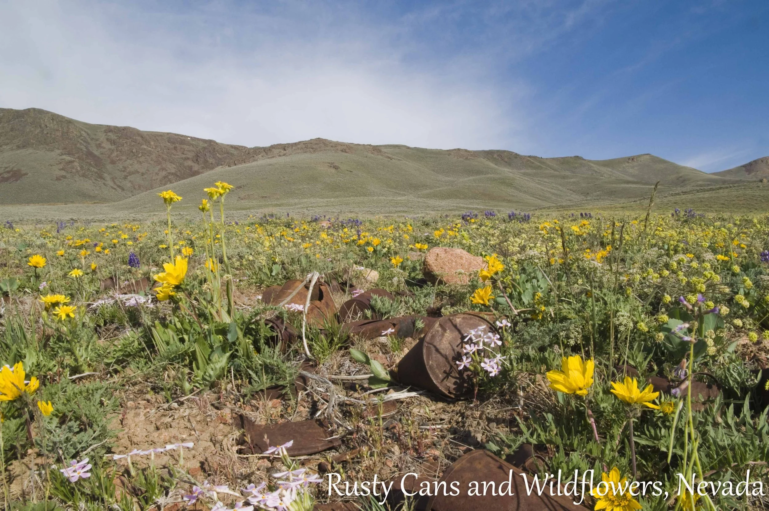 rusty cans and wildflowers bluffs 2 copy 2.jpg