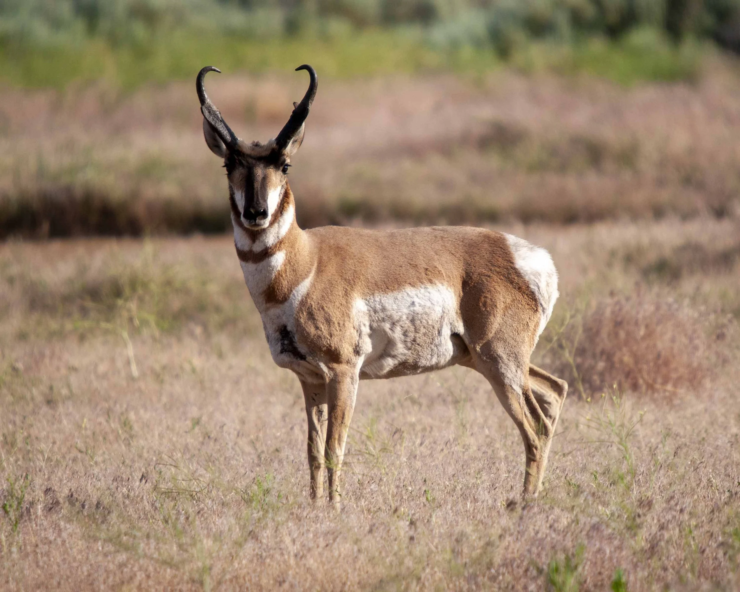 antelope pretty one summer 10 x 8  copy.jpg