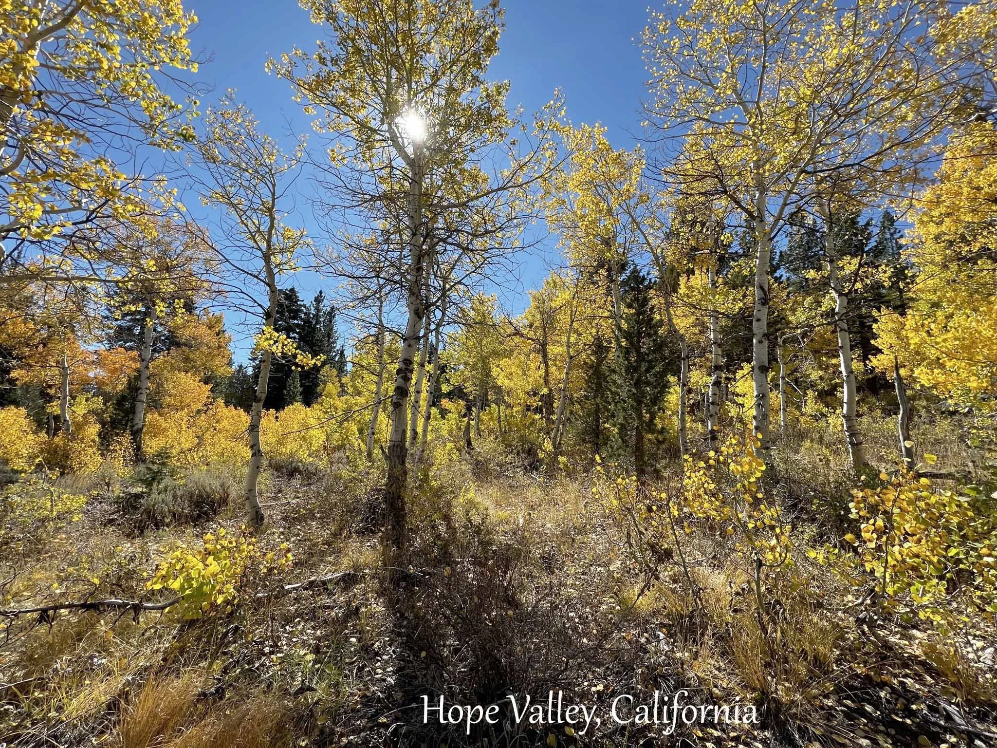 quakies near Hope Valley copy 2.jpg