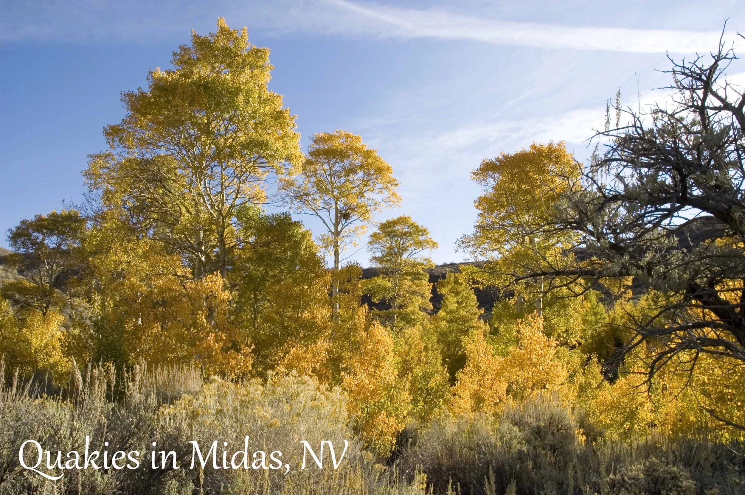 DSC_0054fallquakies2006 copy 2.jpg