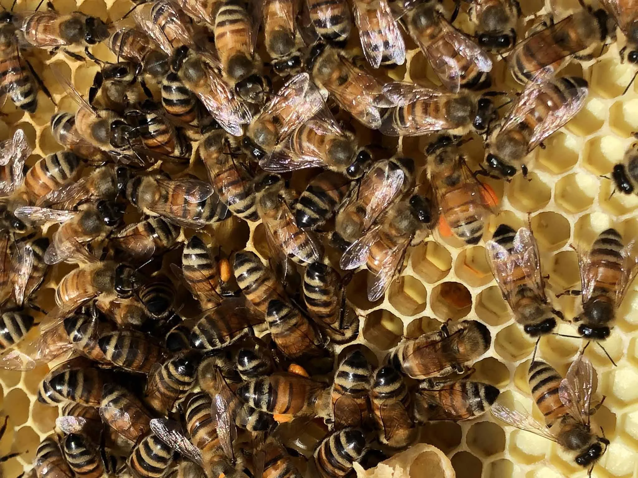 bees in honeycomb.jpg