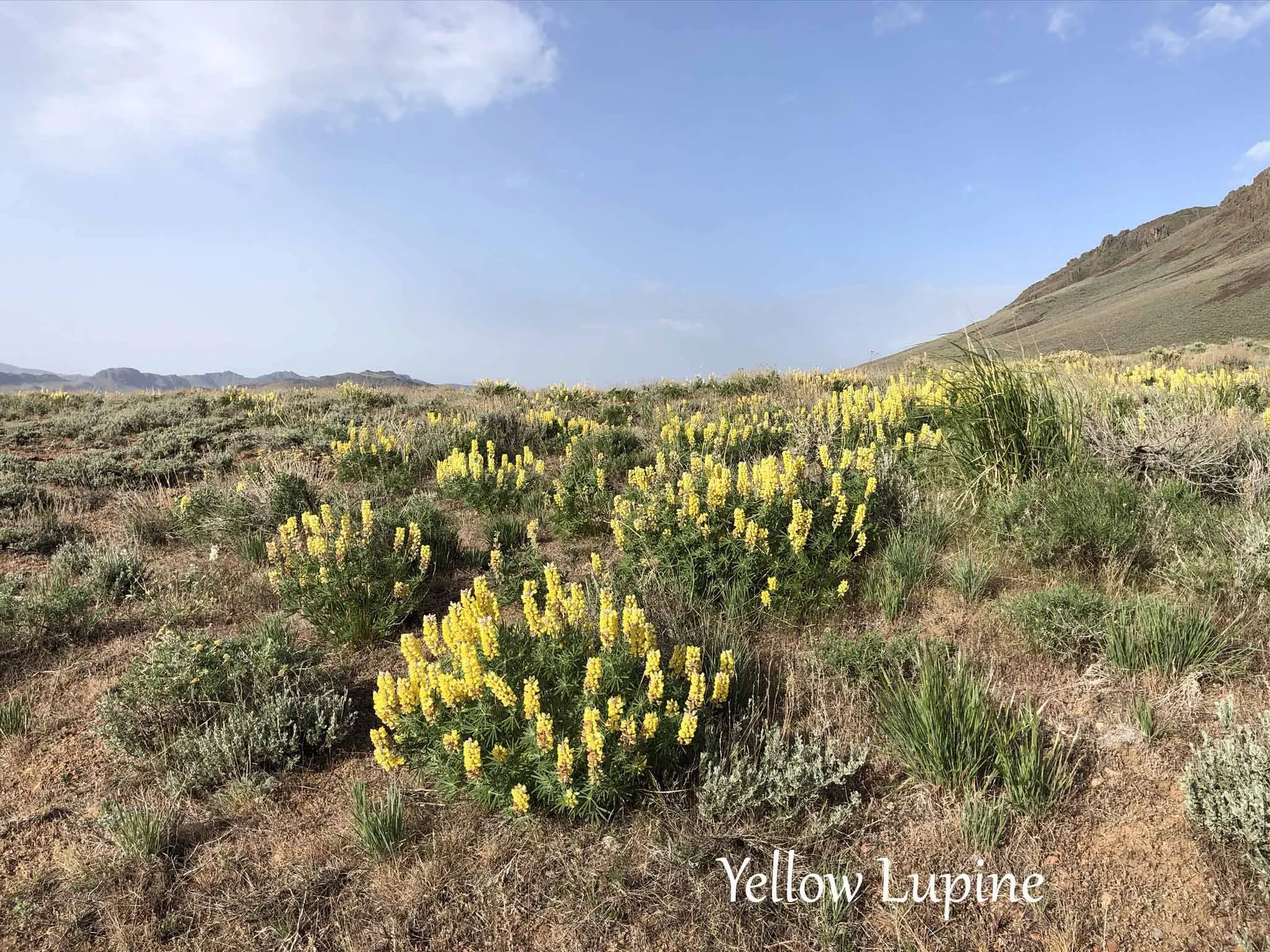 yellow lupine copy.jpg