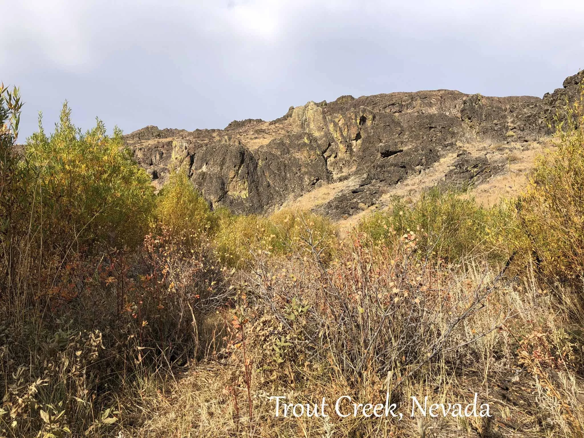 trout creek fall quakies copy.jpg