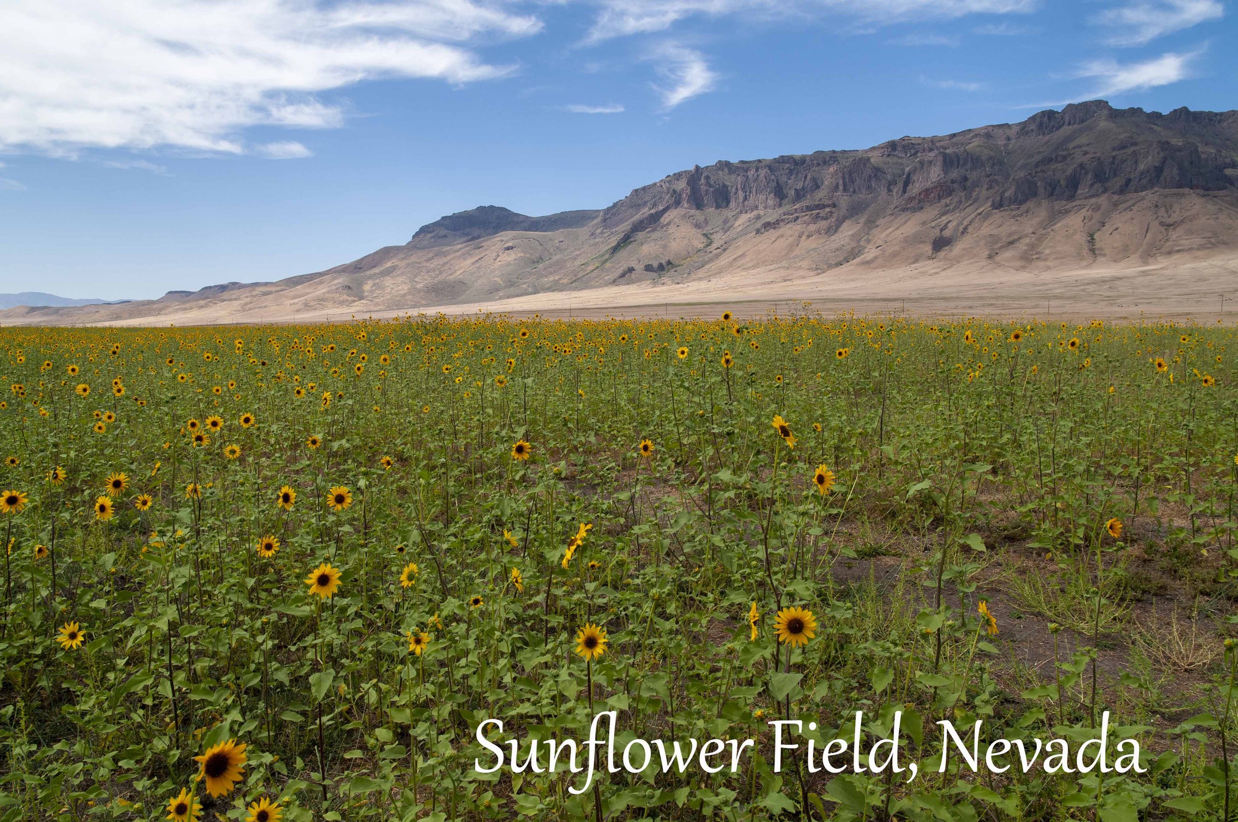 many sunflowers 1 copy.jpg
