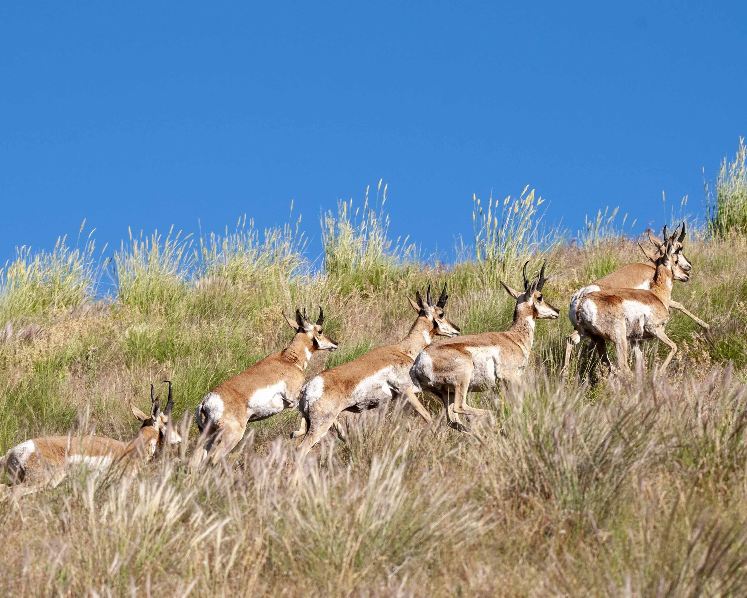 antelope running up soldier's cap 10 x 8 copy.jpg