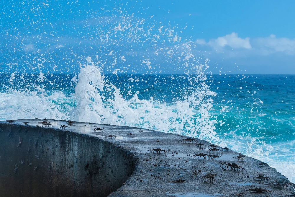 Economy — Pitcairn Island Immigration