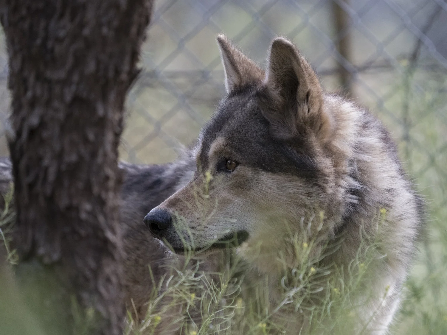 FAQ — Sedona Wolf Sanctuary