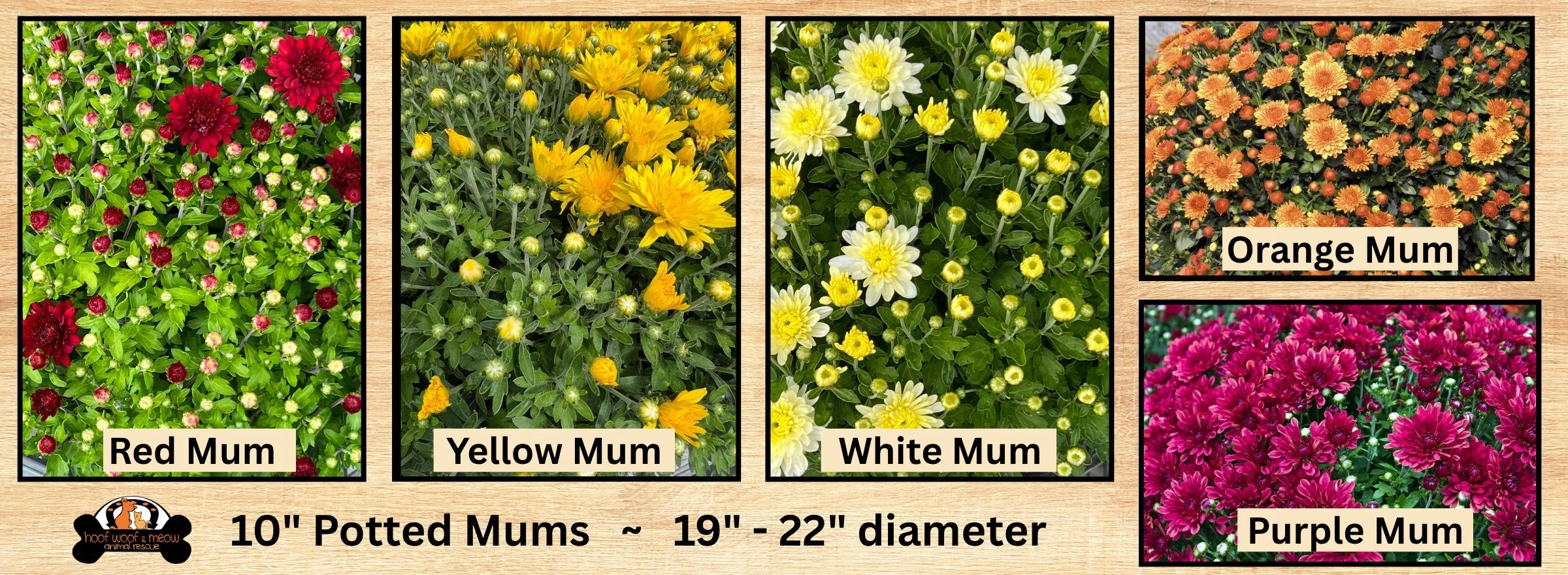 FALL MUMS Fundraiser