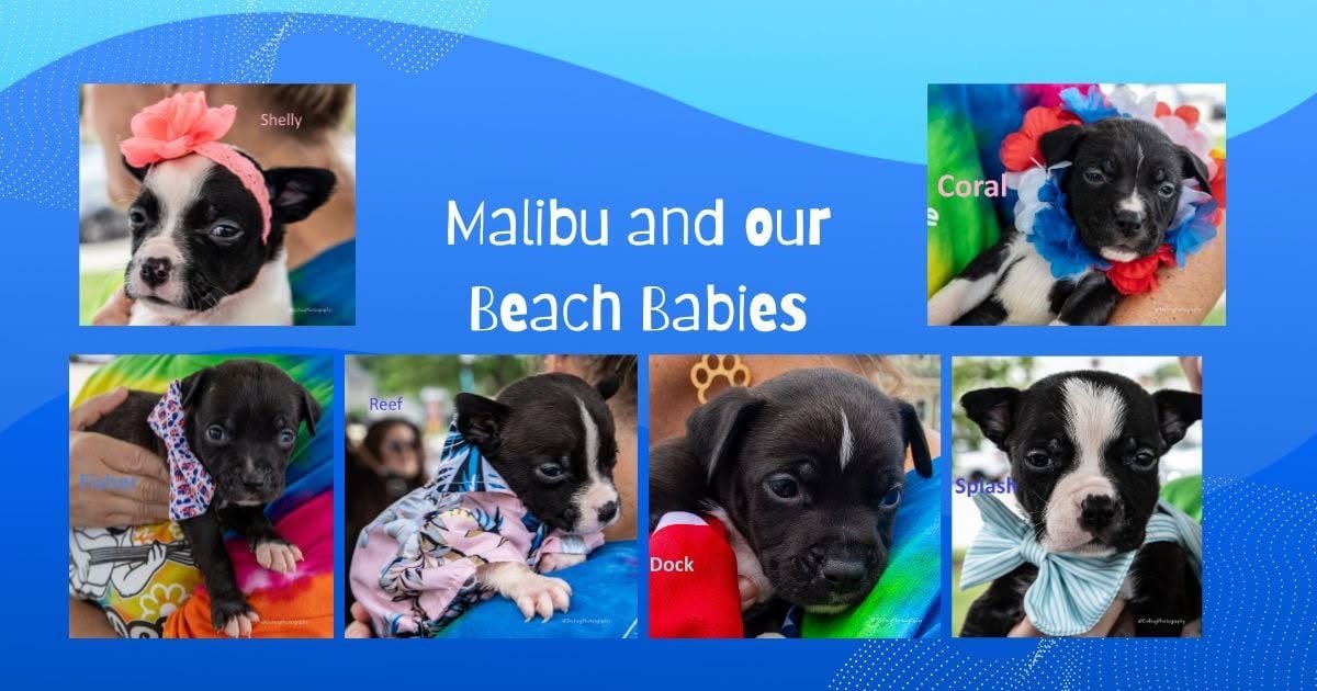 Puppy Yoga featuring the Beach Litter