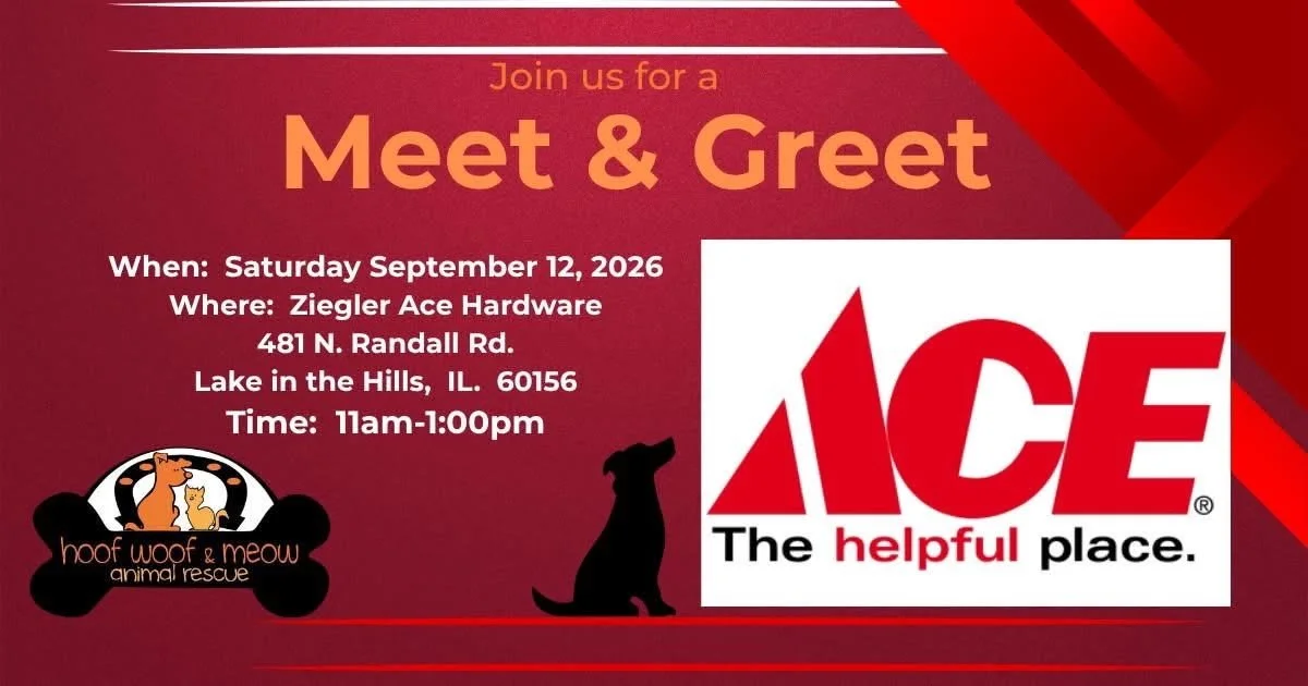 Meet & Greet @ Ace!