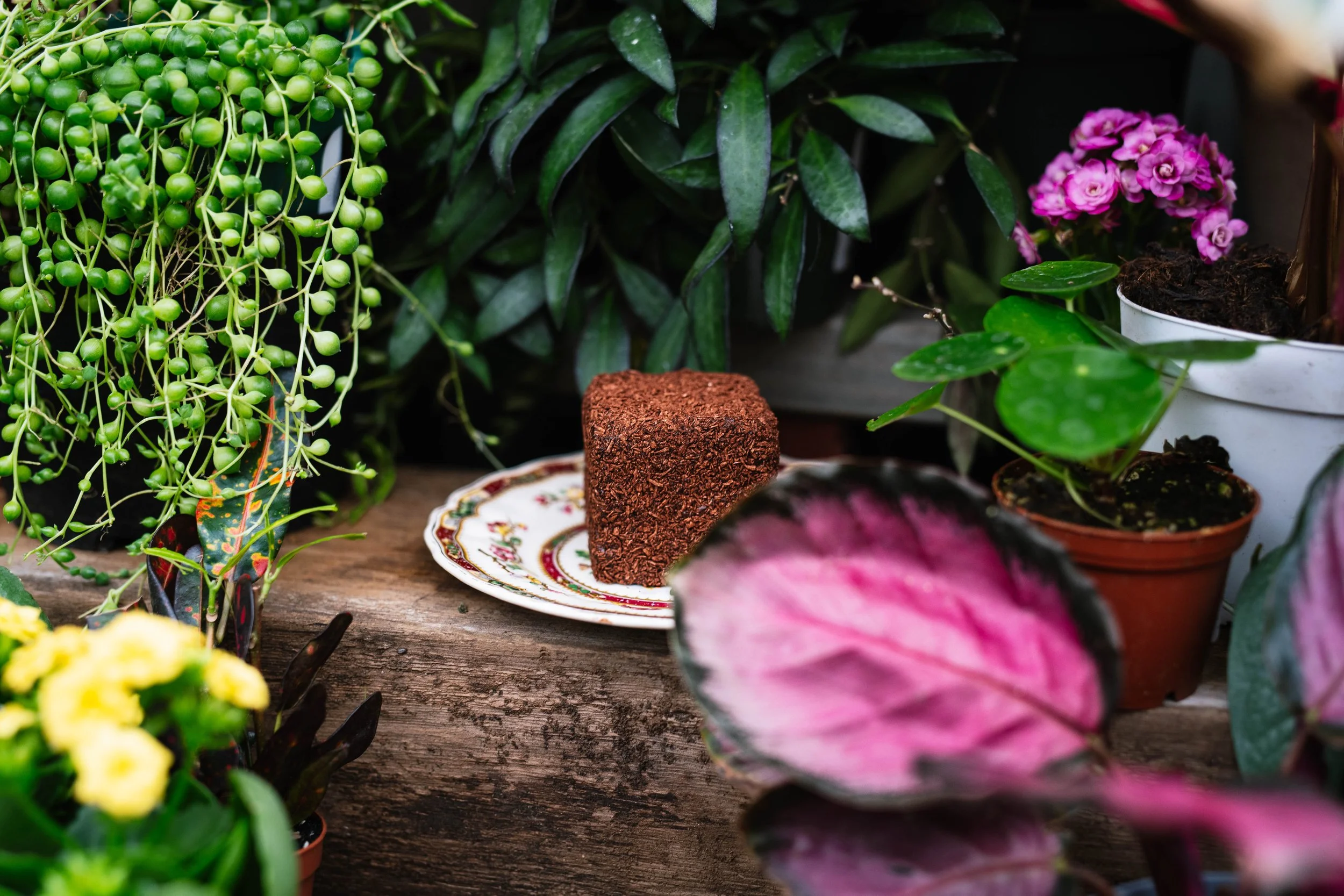 A variety of potted plants and flowers, including a green trailing plant, pink flowering plant, and a plant with large pink and green leaves. There is a slice of chocolate cake on a white decorative plate on a wooden surface among the plants.
