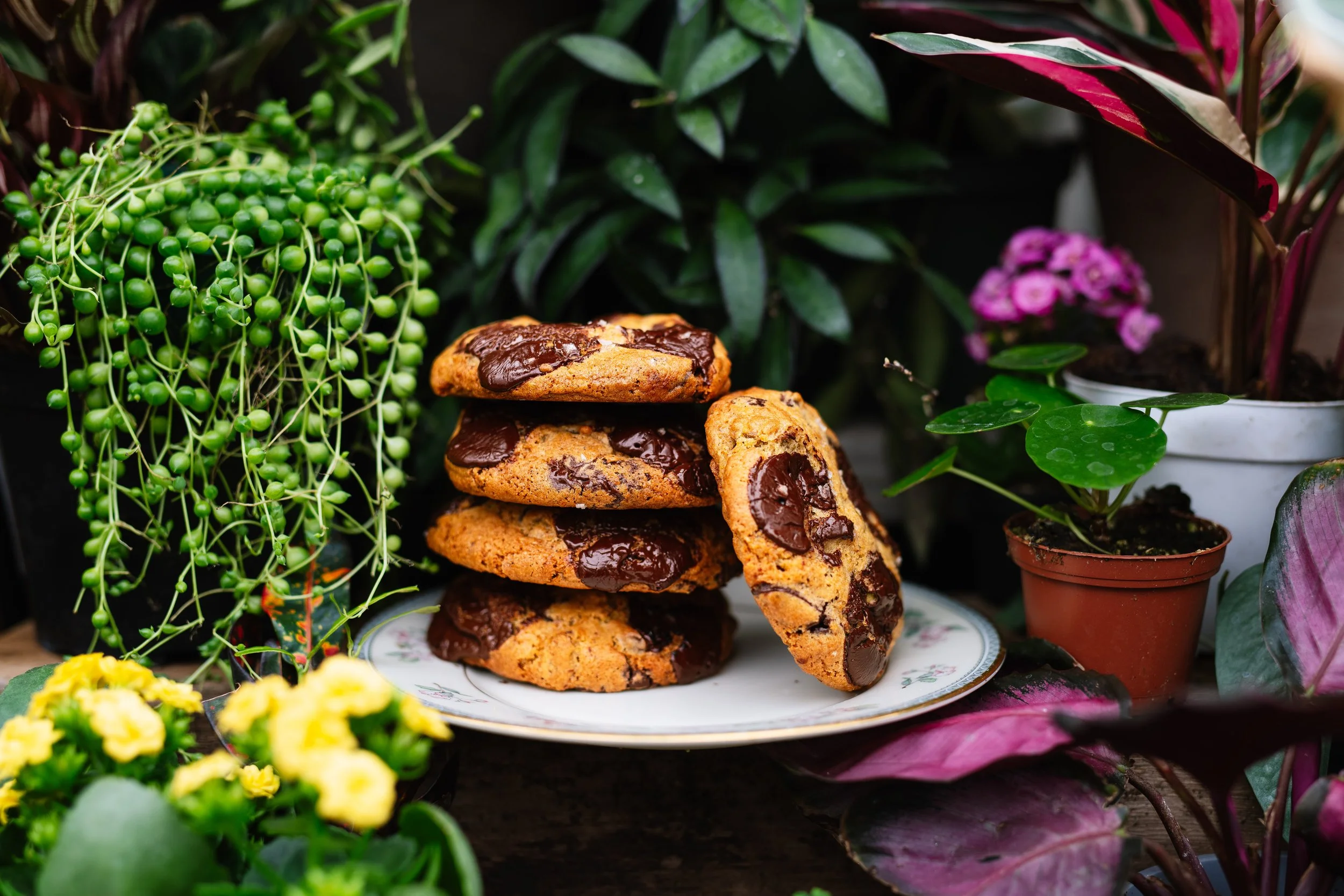 Stack of chocolate chip cookies on a floral plate surrounded by various potted plants and green foliage.