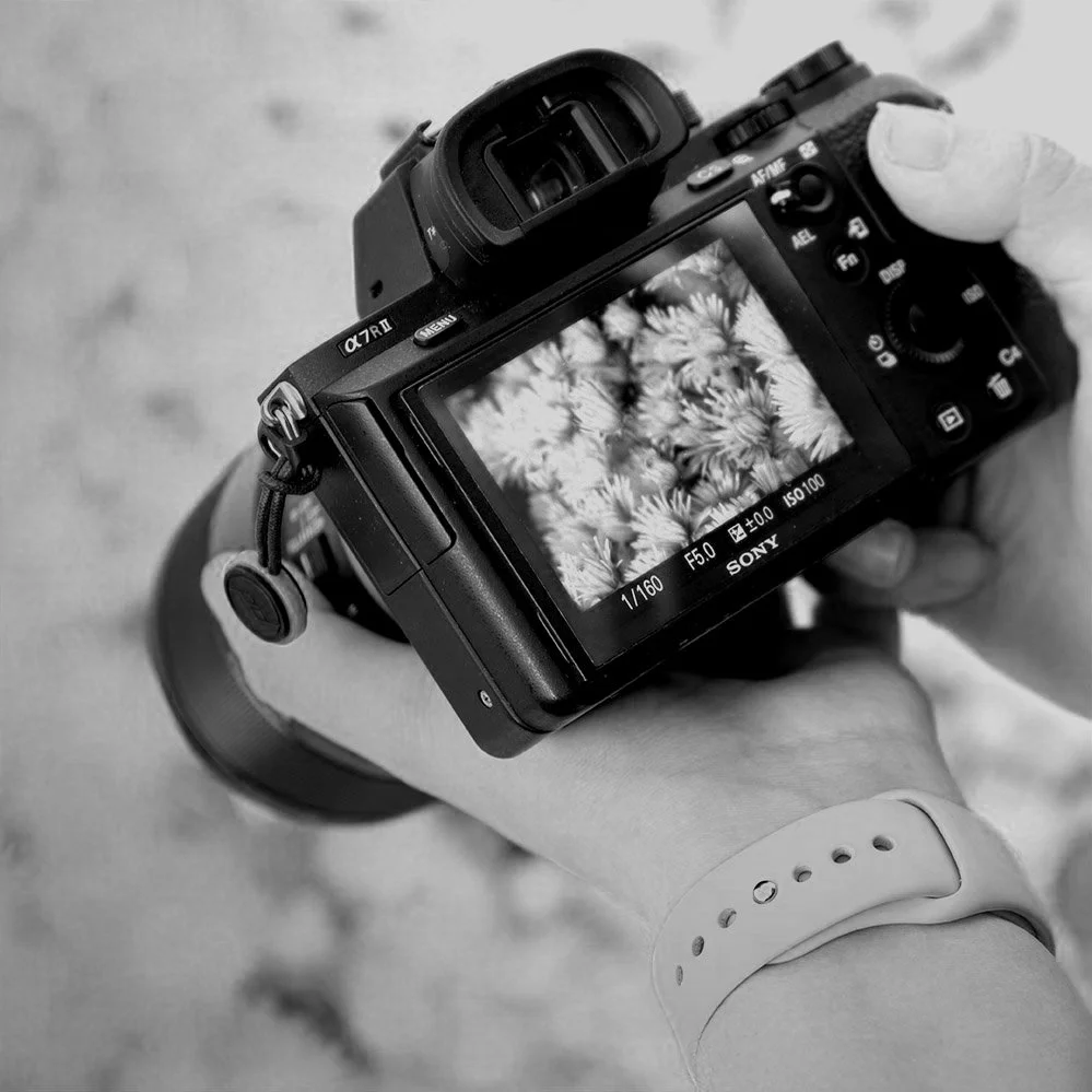 A behind the scenes photo of a macro photography workshop, showing flowers on the screen of the camera.