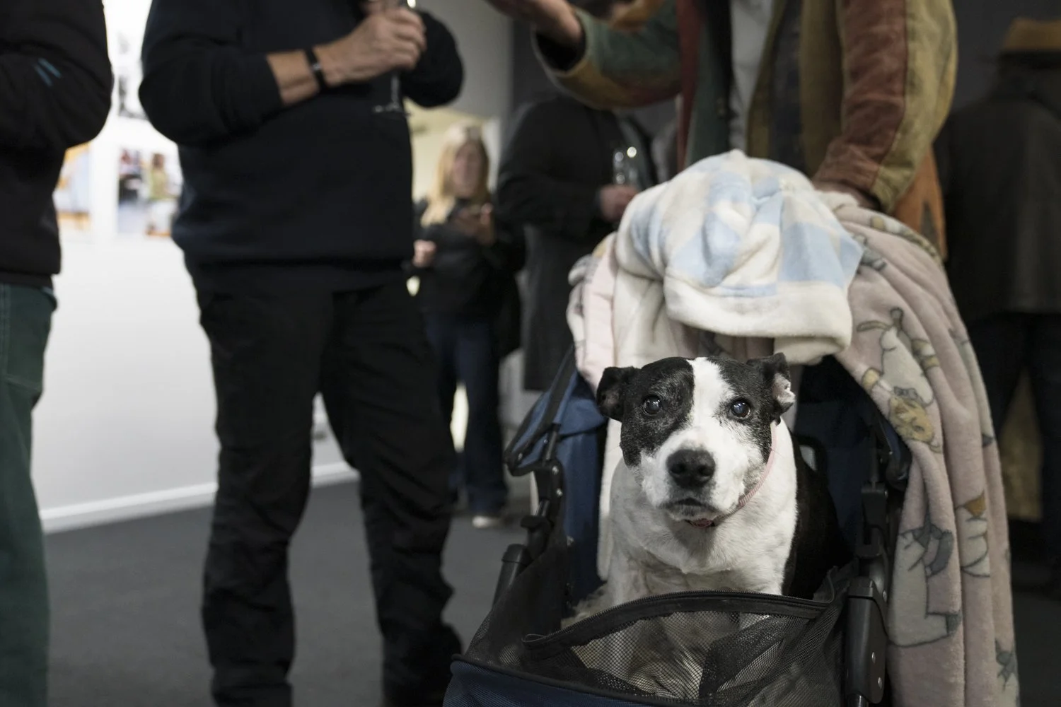 AASPI Opening Doc_Web-4.jpg