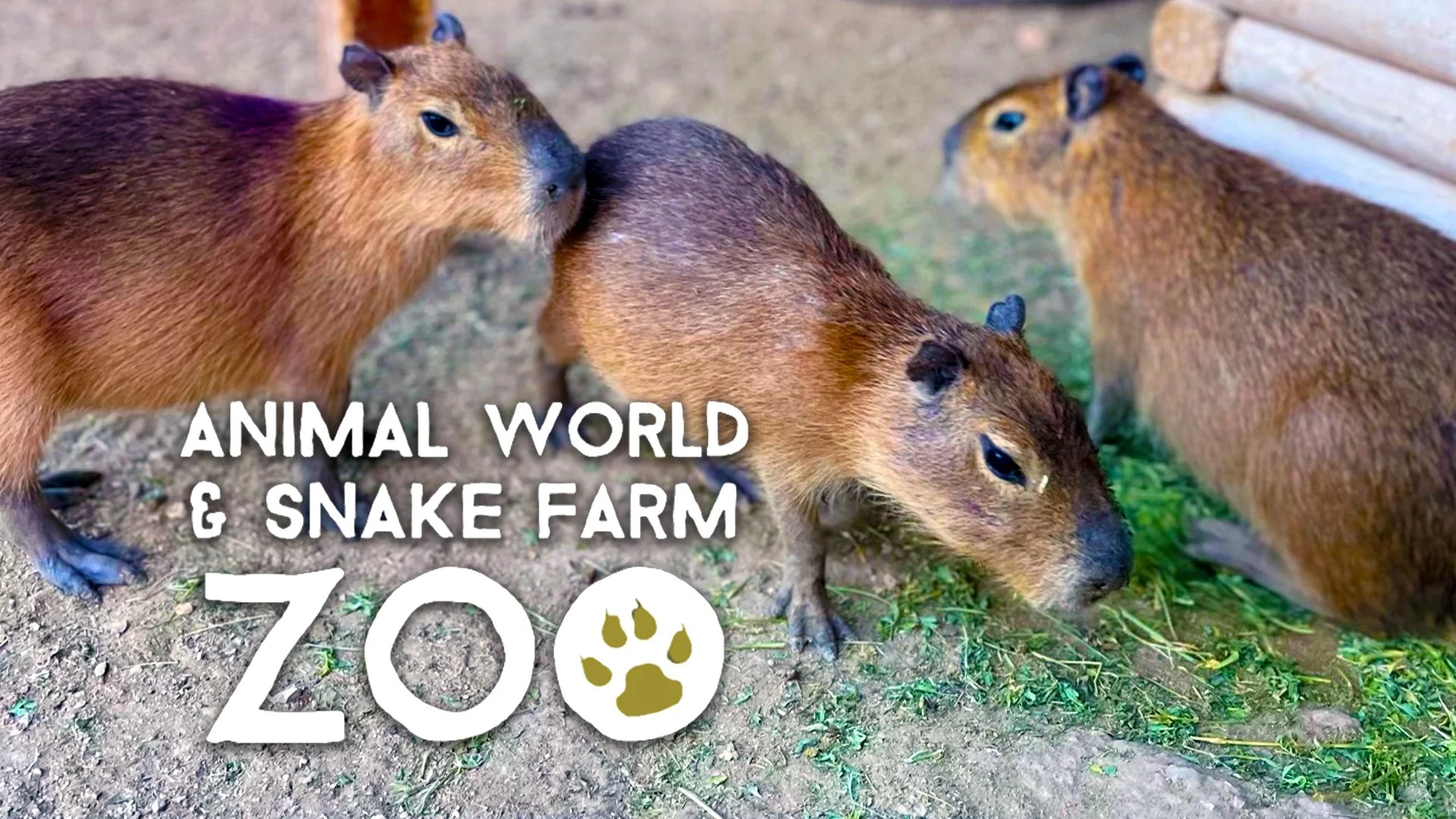 Animal World &amp; Snake Farm Zoo | Up-Close Capybara Encounters &amp; Feeding Camels (New Braunfels, TX)