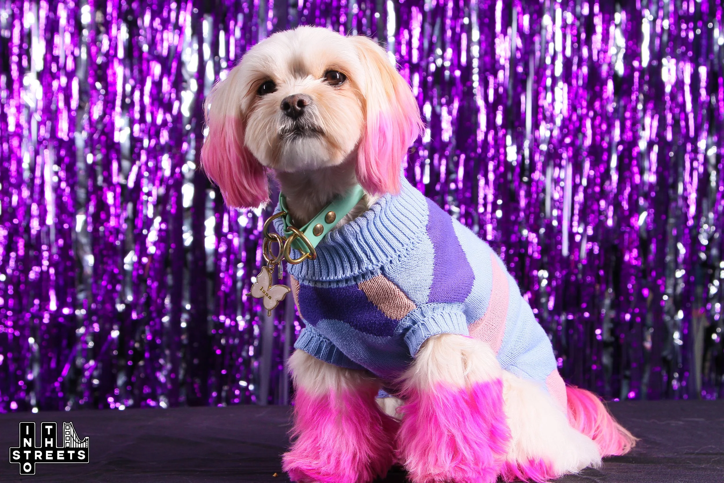 Dog Days of Summer - Sept 30th, 2023 (click image to view full album)