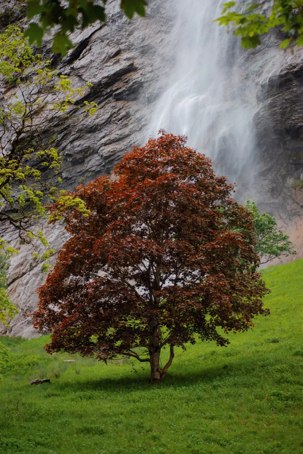 RedTree-1s.jpg