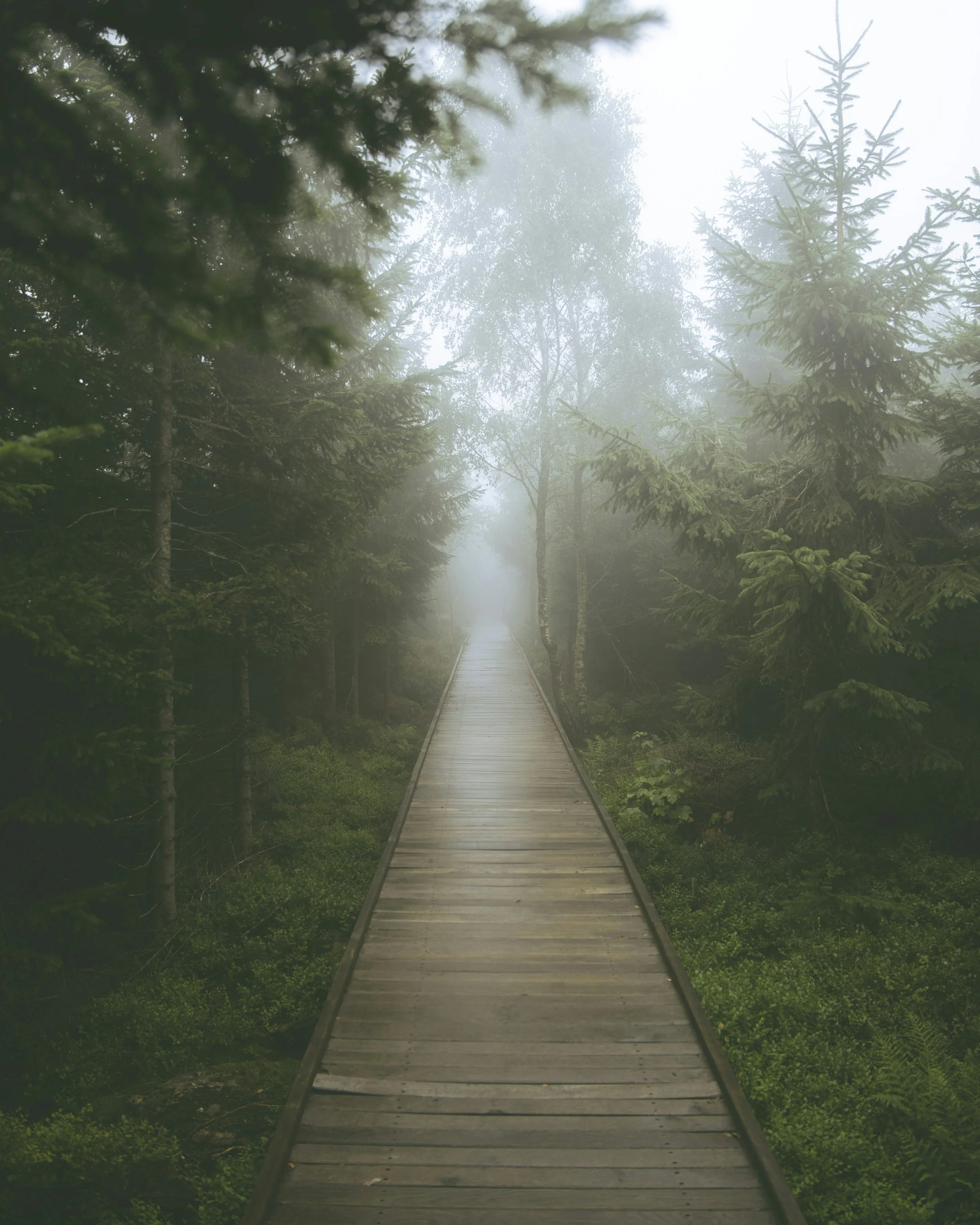 A misty wooden boardwalk running through a lush green forest with tall trees on both sides, fading into the fog.