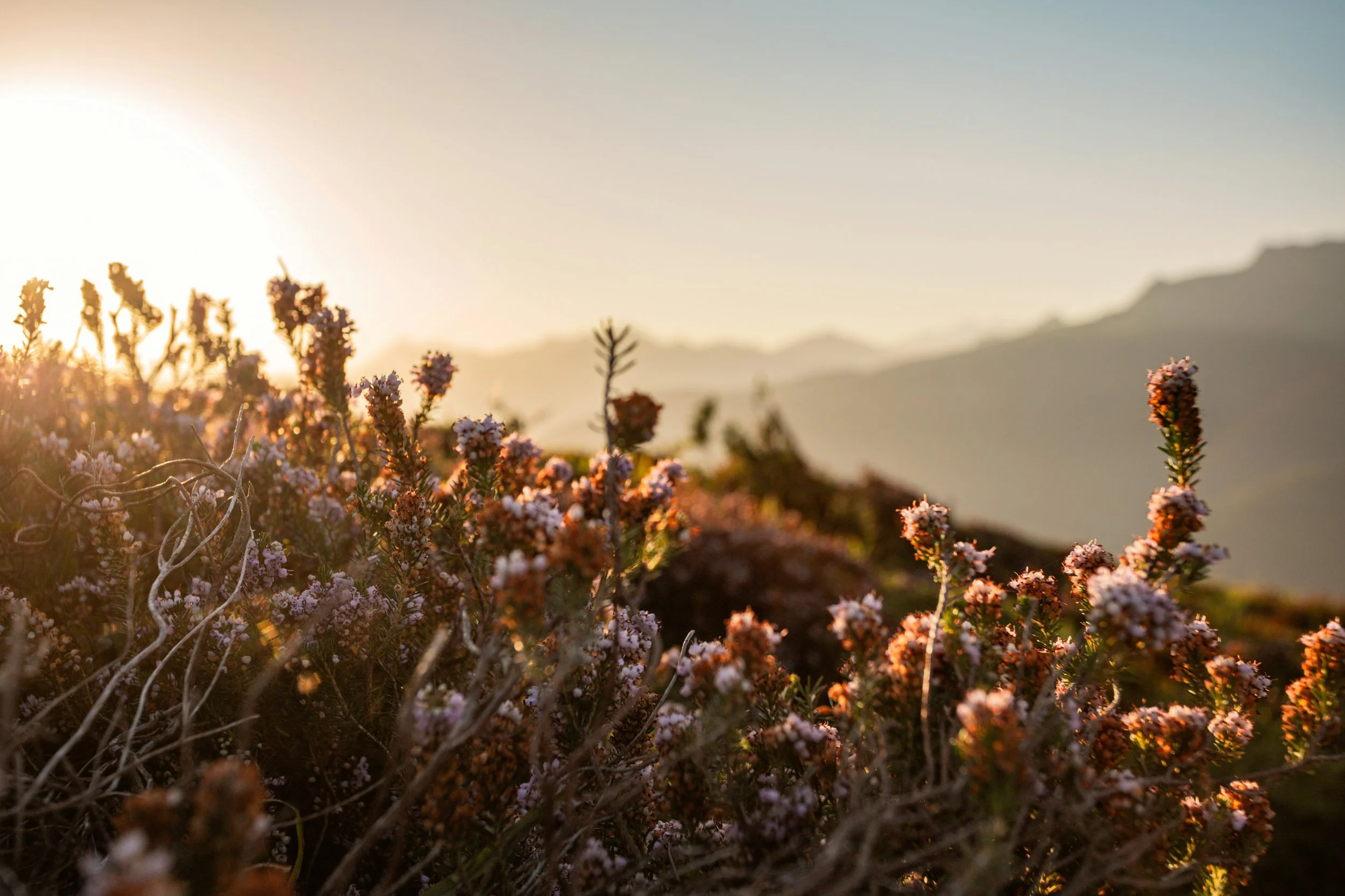 Sunset over purple and pink wildflowers on a hillside with mountains in the background.