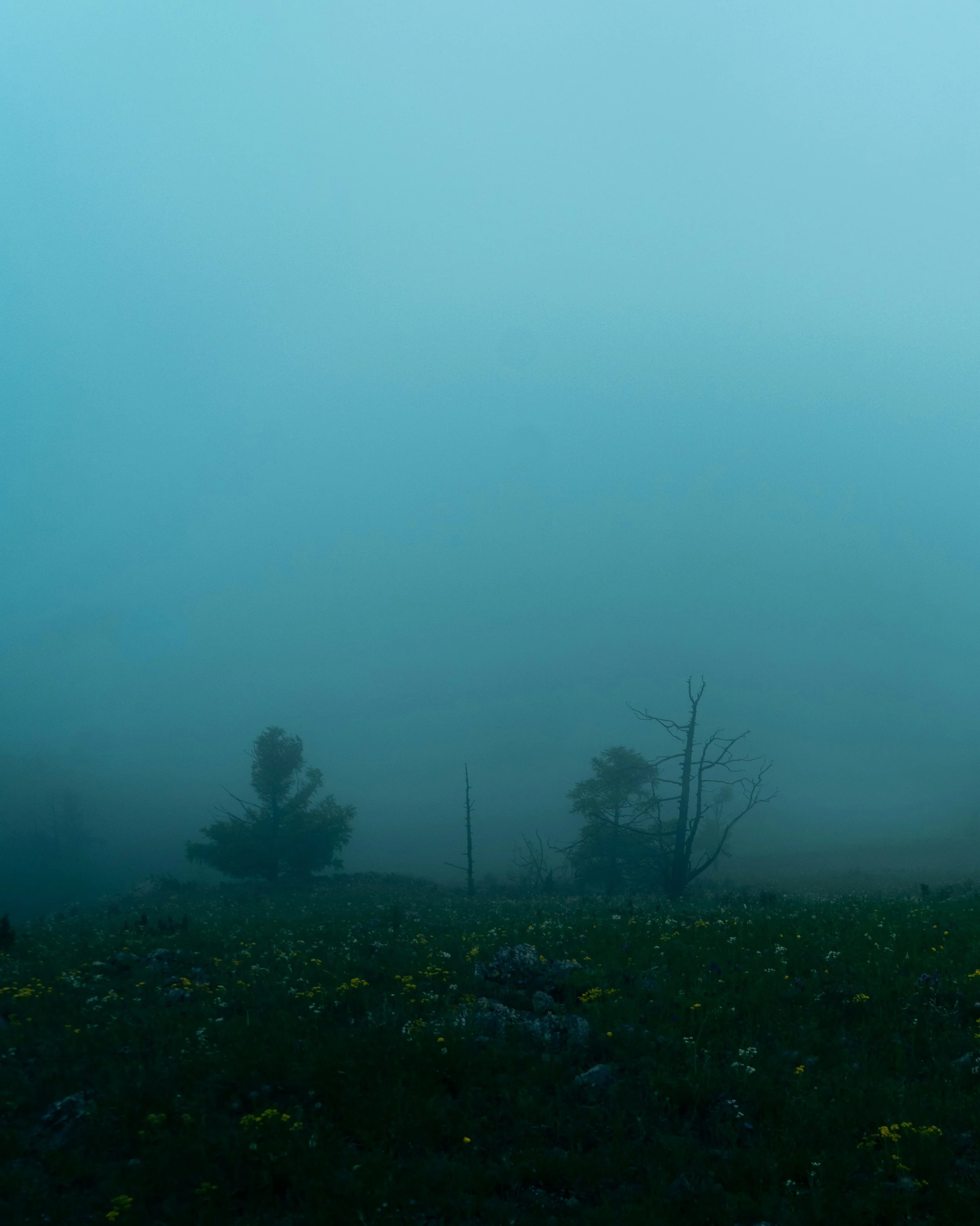 A foggy landscape with a few scattered trees and a field of small yellow flowers.