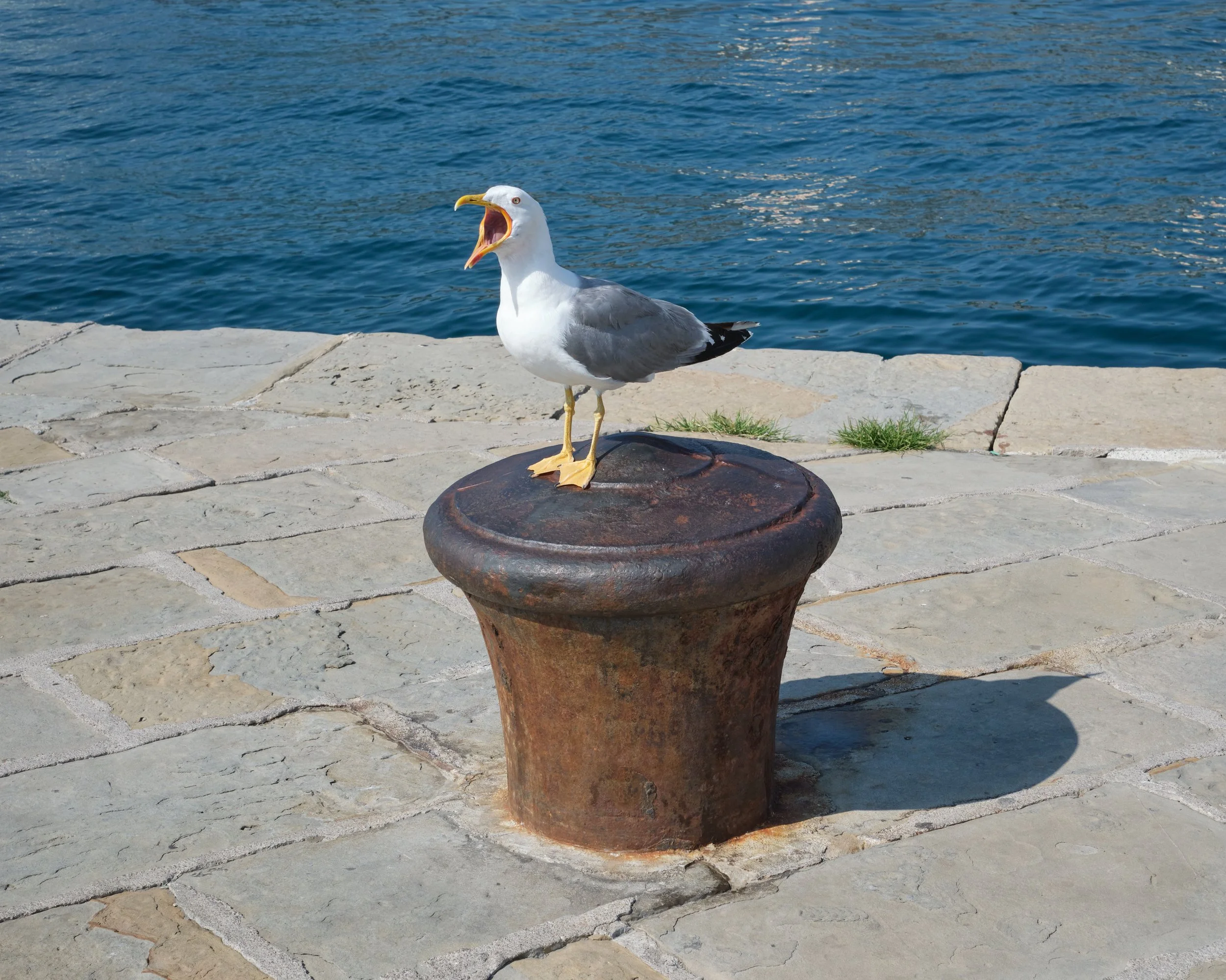 DSCF4536.jpg