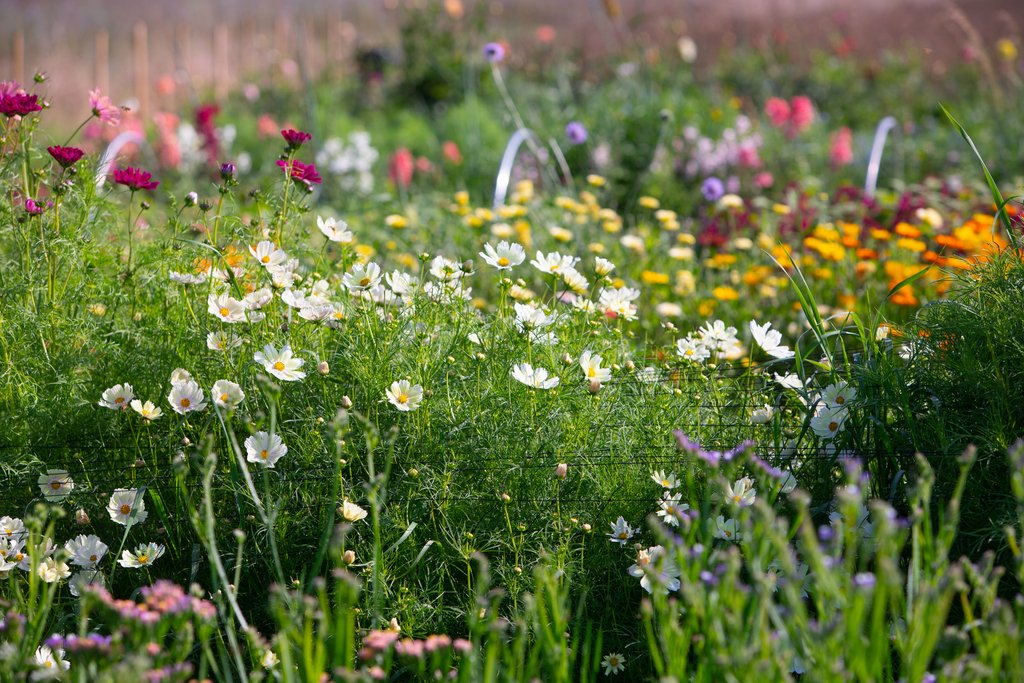 Store 1 — Golden Rose Flower Farm